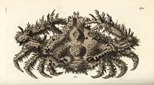 Crested Prints: Horrid elbow crab, Daldorfia horrida