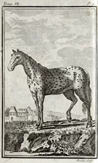 Images Dated 16th April 2012: A horse