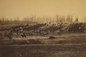 Horse artillery on parade grounds