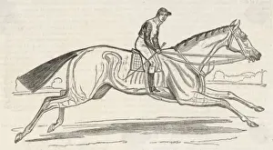 HORSE BEESWING