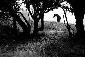 Horse beneath the trees in field in the village of Nettleton