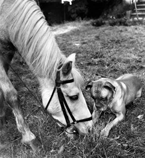 Ponies Gallery: Horse and Boxer dog
