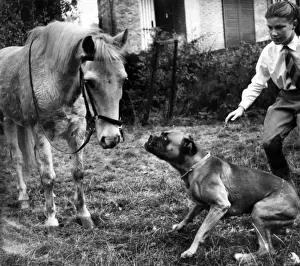 Horse and Boxer dog