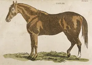 Horse / Brightly 1811