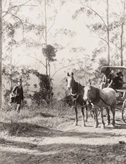 Horse and carriage, country road, Queensland, Australia
