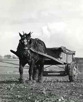 Horse and cart in a field, Roseland, Cornwall