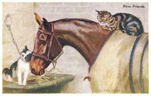 Images Dated 16th December 2019: Horse and cats