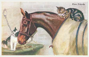 Horse & Two Cats