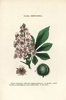 Botanist Collection: Horse chestnut, Aesculus hippocastanum