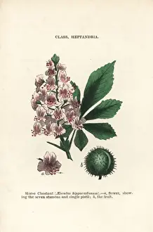 Chestnut Prints: Horse chestnut, Aesculus hippocastanum