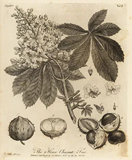 Silva Prints: Horse chestnut, Aesculus hippocastanum