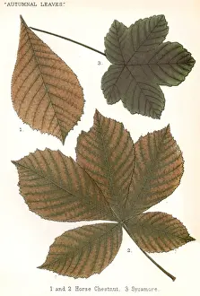 Sycamore Prints: Horse Chestnut, Sycamore