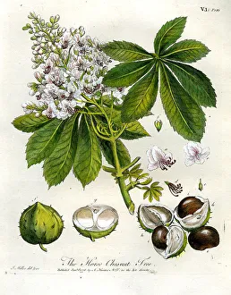 Chestnut Prints: Horse Chestnut Tree