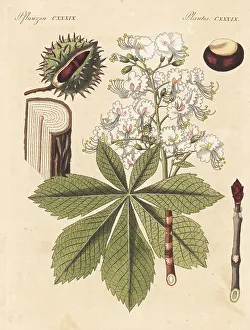 Buckeye Prints: Horse chestnut tree, Aesculus hippocastanum. Vulnerable