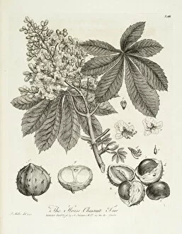 Forest Collection: Horse chestnut tree; Horse-Chesnut tree