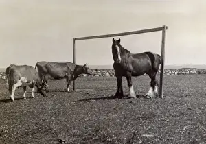Goal Prints: Horse and two cows in a field