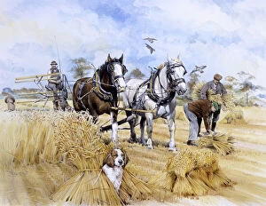 Horses Gallery: Horse-drawn harvester