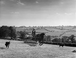 Sheep Dog Prints: Horse-Drawn Hay Rake