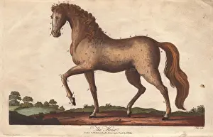 Equus Prints: Horse, Equus caballus