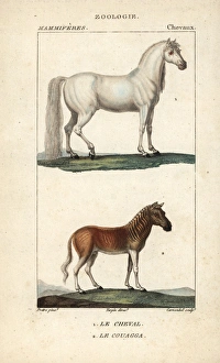 Horse, Equus ferus caballus, and extinct quagga Horse, Equus ferus caballus, and extinct quagga