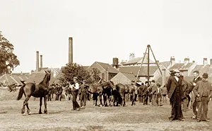 Horse Fair, Mansfield early 1900's
