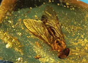 Brachycera Prints: Horse-fly in resin