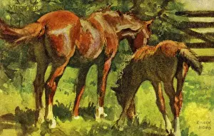 Horse & foal