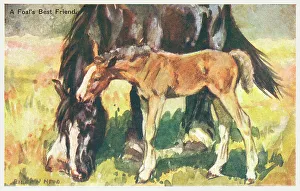 Foal Prints: Horse & Foal