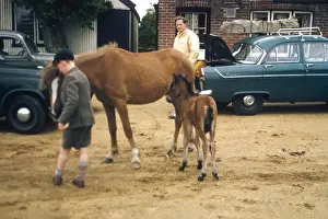 Horse and foal in a car park, Ireland
