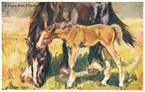 Horse and foal grazing