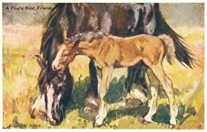 Images Dated 16th December 2019: Horse and foal grazing