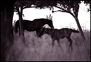 Foal Prints: Horse and foal, Normandy countryside, France