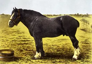 Stallion Prints: Horse / Grand National 19C