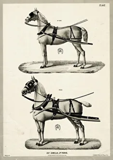 Equestrian Prints: Horse harness and blinkers, Camille, Paris