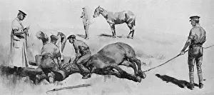 Veterinary Prints: Horse having operation under chloroform, WW1