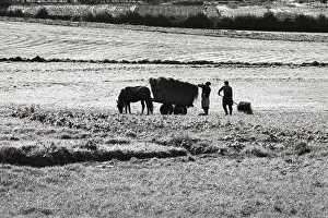 Bales Prints: Horse and hay cart Portugal
