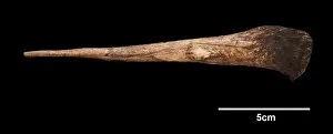 Phanerozoic Gallery: Horse-head engraved on bone
