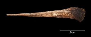 Images Dated 2nd September 2009: Horse-head engraved on bone