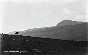 Terrain Prints: Horse on the Hillside