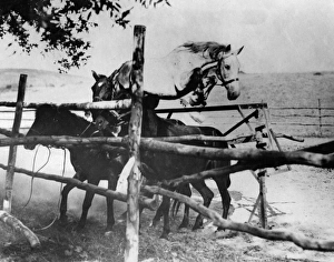 Images Dated 16th May 2011: Horse Leap Frog