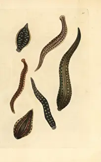 Thenaturalistsmiscellany Prints: Horse leech, Haemopis sanguisuga