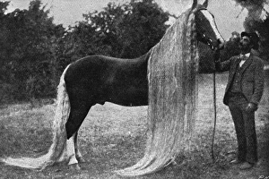 Images Dated 16th March 2012: Horse with very long mane and tail, 1897