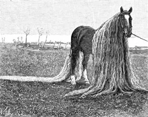Images Dated 27th September 2011: Horse with very long mane and tail, 1899