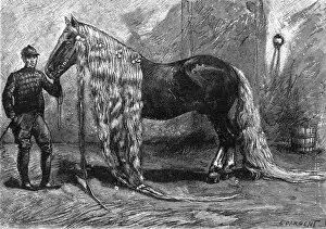 Images Dated 14th March 2012: Horse with the longest mane and tail in the world, 1895