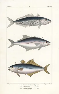 Germain Gallery: Horse mackerel, leerfish and pompano