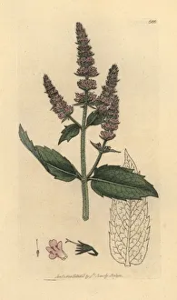 Mint Collection: Horse mint, Mentha longifolia