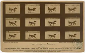 Stanford Prints: The Horse in motion. Abe Edgington, owned by Leland Stanford