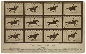 Running Collection: The Horse in motion. Sallie Gardner, owned by Leland Stanfor