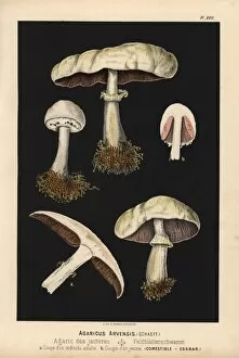 Horse mushroom, Agaricus arvensis, edible