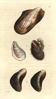 Americanus Gallery: Horse mussels